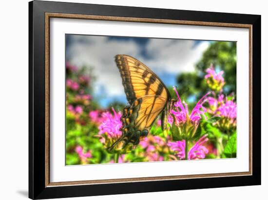 Butterfly 13-Robert Goldwitz-Framed Photographic Print