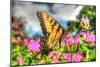 Butterfly 13-Robert Goldwitz-Mounted Photographic Print