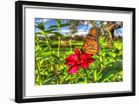 Butterfly 15-Robert Goldwitz-Framed Photographic Print