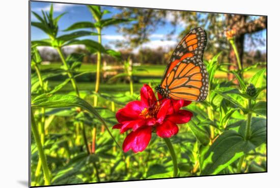 Butterfly 15-Robert Goldwitz-Mounted Photographic Print
