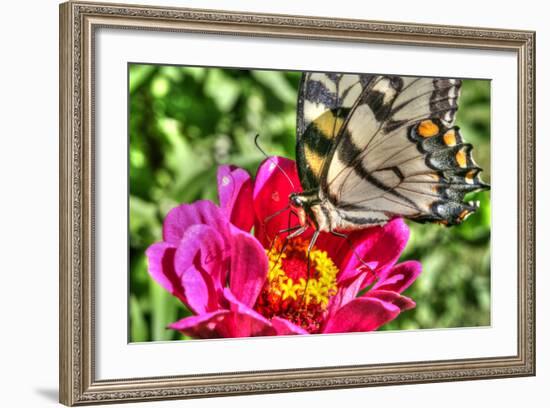 Butterfly 17-Robert Goldwitz-Framed Photographic Print