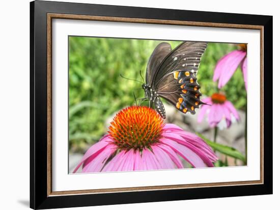 Butterfly 18 Spicebush-Robert Goldwitz-Framed Photographic Print