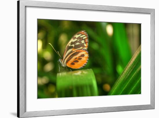 Butterfly 1-Robert Goldwitz-Framed Photographic Print