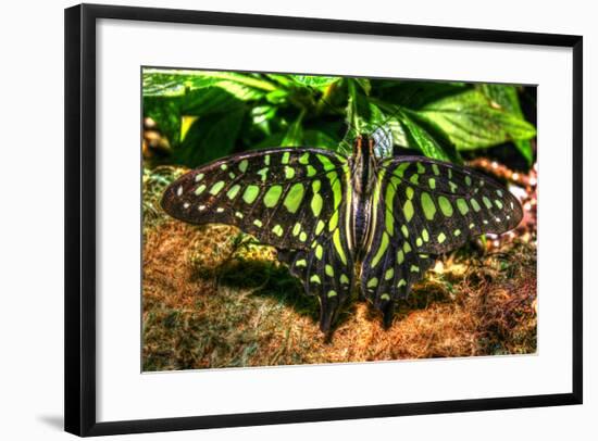 Butterfly 3-Robert Goldwitz-Framed Photographic Print