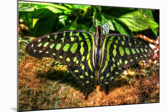 Butterfly 3-Robert Goldwitz-Mounted Photographic Print