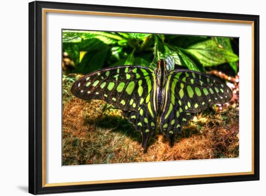 Butterfly 3-Robert Goldwitz-Framed Photographic Print