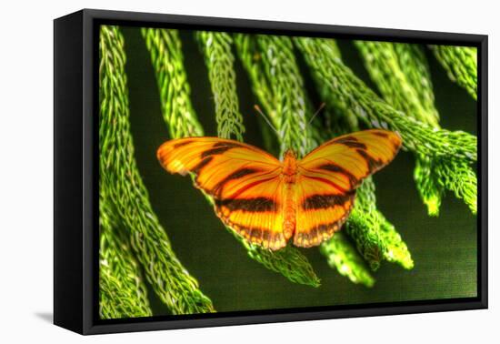 Butterfly 4-Robert Goldwitz-Framed Premier Image Canvas