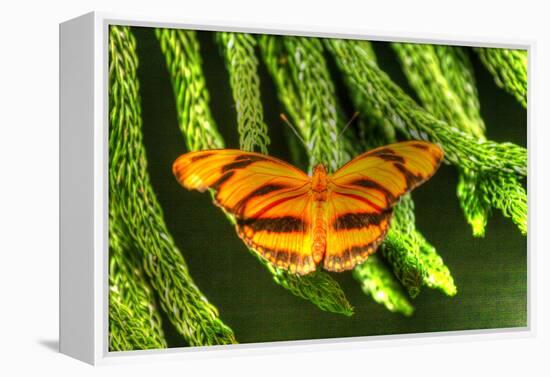 Butterfly 4-Robert Goldwitz-Framed Premier Image Canvas