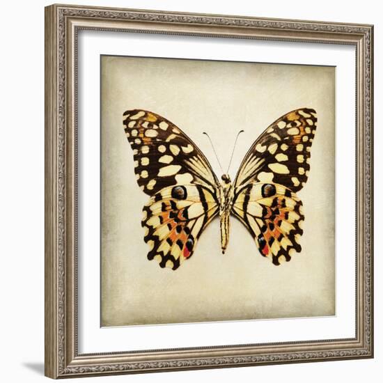 Butterfly 6-Amy Melious-Framed Art Print