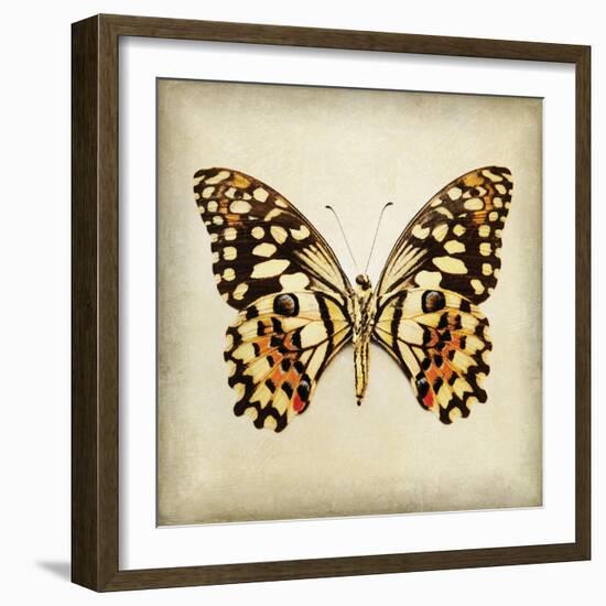 Butterfly 6-Amy Melious-Framed Art Print