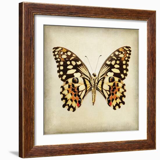 Butterfly 6-Amy Melious-Framed Art Print