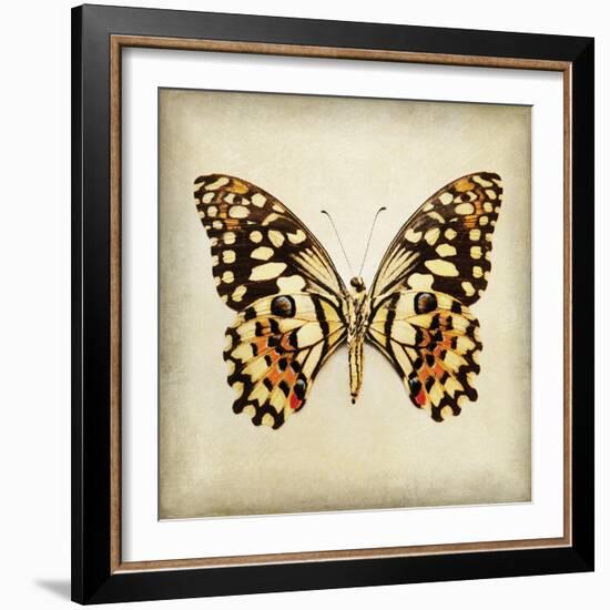 Butterfly 6-Amy Melious-Framed Art Print