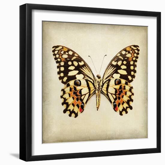 Butterfly 6-Amy Melious-Framed Art Print