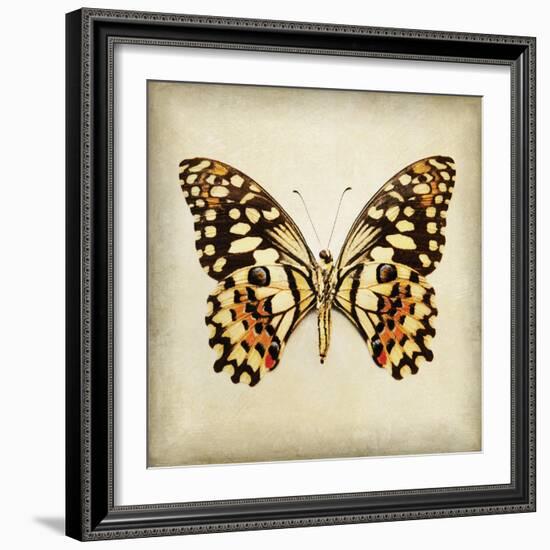 Butterfly 6-Amy Melious-Framed Art Print