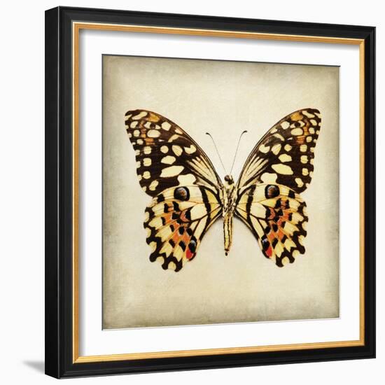 Butterfly 6-Amy Melious-Framed Art Print