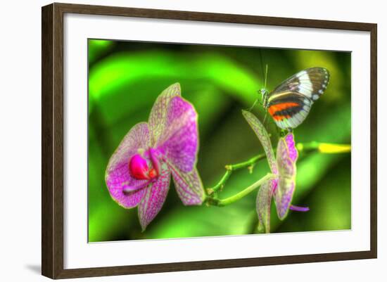 Butterfly 7-Robert Goldwitz-Framed Photographic Print