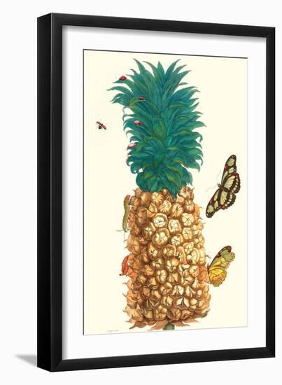 Butterfly and Beetle on a Pineapple-Maria Sibylla Merian-Framed Art Print
