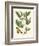 Butterfly and Botanical II-Mark Catesby-Framed Art Print