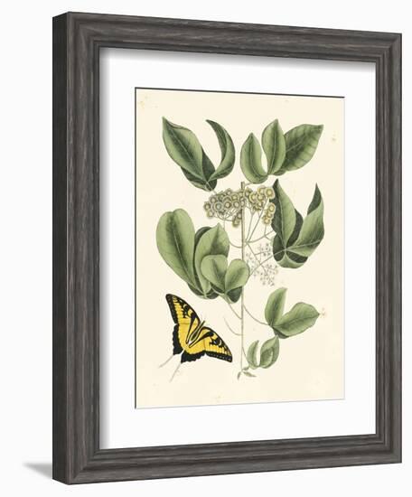 Butterfly and Botanical II-Mark Catesby-Framed Art Print