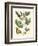 Butterfly and Botanical II-Mark Catesby-Framed Art Print