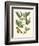 Butterfly and Botanical II-Mark Catesby-Framed Art Print