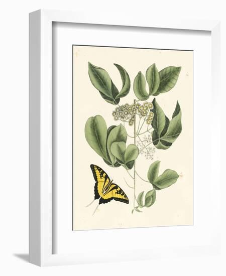 Butterfly and Botanical II-Mark Catesby-Framed Art Print
