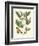 Butterfly and Botanical II-Mark Catesby-Framed Art Print