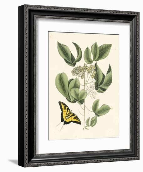 Butterfly and Botanical II-Mark Catesby-Framed Art Print