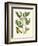 Butterfly and Botanical II-Mark Catesby-Framed Art Print