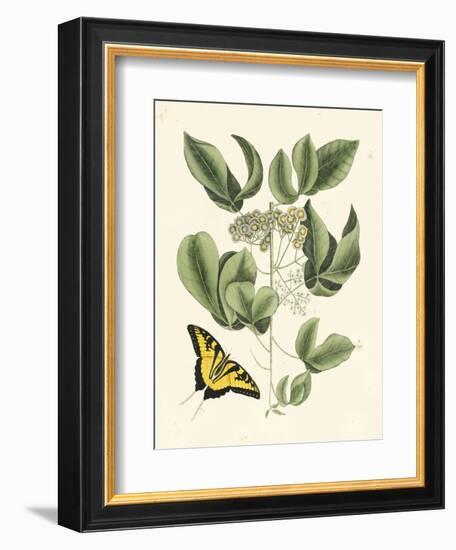 Butterfly and Botanical II-Mark Catesby-Framed Art Print