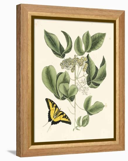 Butterfly and Botanical II-Mark Catesby-Framed Stretched Canvas