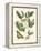 Butterfly and Botanical II-Mark Catesby-Framed Stretched Canvas