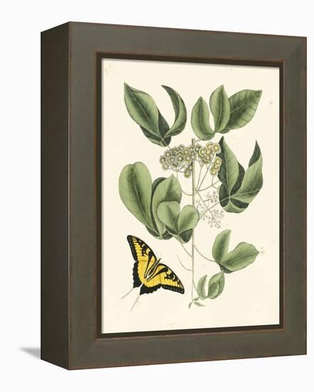 Butterfly and Botanical II-Mark Catesby-Framed Stretched Canvas