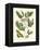 Butterfly and Botanical II-Mark Catesby-Framed Stretched Canvas