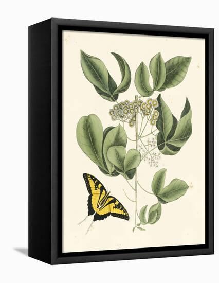 Butterfly and Botanical II-Mark Catesby-Framed Stretched Canvas