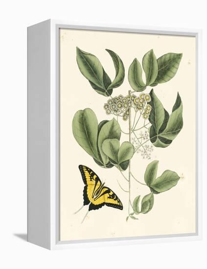 Butterfly and Botanical II-Mark Catesby-Framed Stretched Canvas