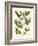 Butterfly and Botanical II-Mark Catesby-Framed Art Print