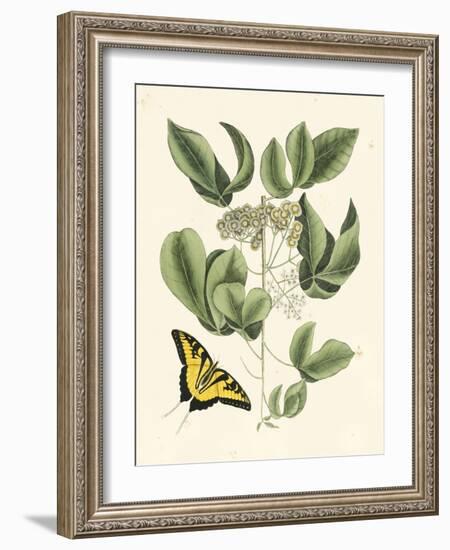 Butterfly and Botanical II-Mark Catesby-Framed Art Print