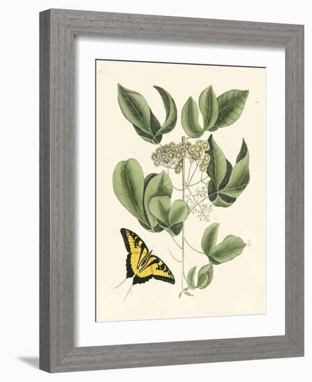 Butterfly and Botanical II-Mark Catesby-Framed Art Print