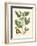 Butterfly and Botanical II-Mark Catesby-Framed Art Print