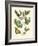 Butterfly and Botanical II-Mark Catesby-Framed Art Print