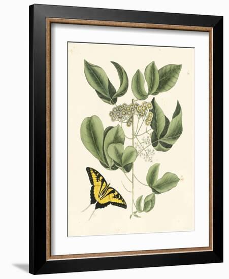 Butterfly and Botanical II-Mark Catesby-Framed Art Print