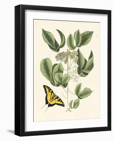 Butterfly and Botanical II-Mark Catesby-Framed Art Print