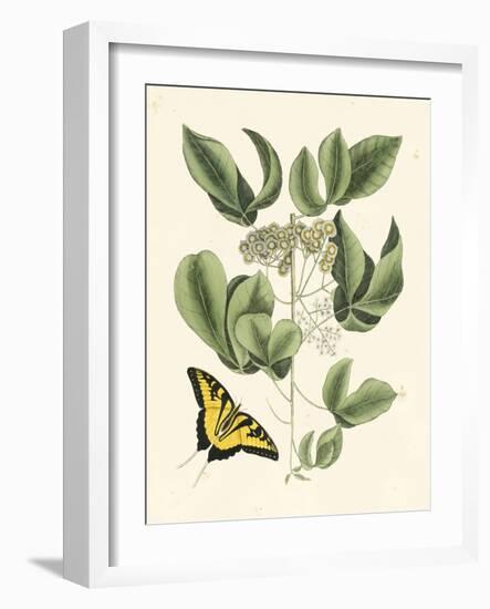 Butterfly and Botanical II-Mark Catesby-Framed Art Print