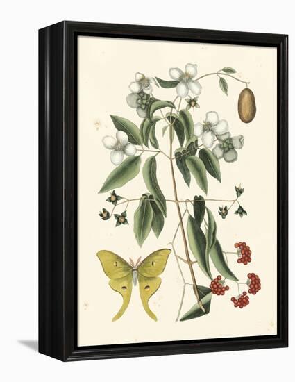 Butterfly and Botanical III-Mark Catesby-Framed Stretched Canvas