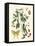 Butterfly and Botanical III-Mark Catesby-Framed Stretched Canvas