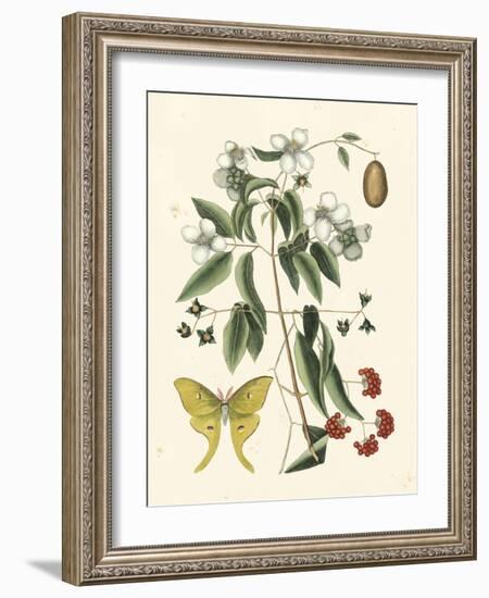 Butterfly and Botanical III-Mark Catesby-Framed Art Print