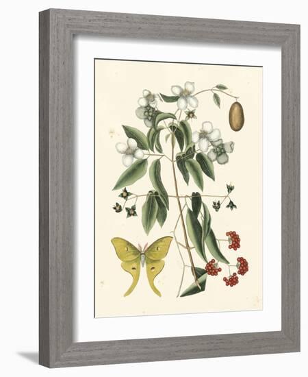 Butterfly and Botanical III-Mark Catesby-Framed Art Print