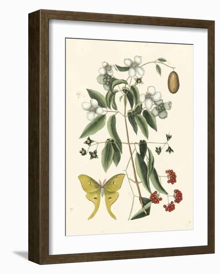 Butterfly and Botanical III-Mark Catesby-Framed Art Print