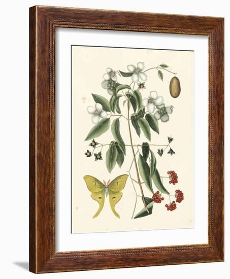 Butterfly and Botanical III-Mark Catesby-Framed Art Print